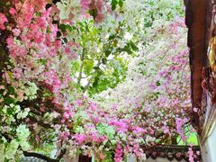 -深圳国际园林花卉博览园