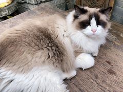 -喵屿·大理花园猫咖