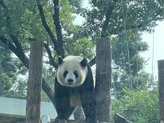 -武汉动物园