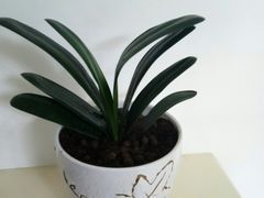 -丽清大别山鹅火锅(滨湖店)