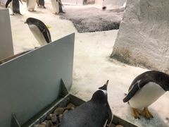 -大连圣亚海洋世界