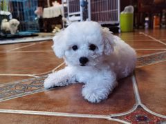 -翊宠yipet猫狗购宠庄园犬舍•猫舍