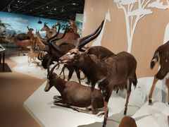 -陕西自然博物馆