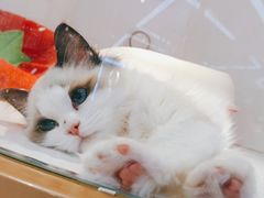 -龟与熊猫宠物公园(南坪店)