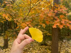 -上海共青森林公园