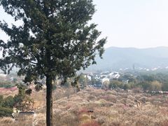 -香雪海