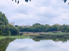 -翠湖公园
