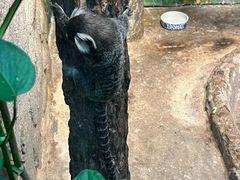 -上海大自然野生昆虫馆(东方明珠·爬宠昆虫探索中心)