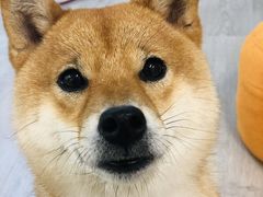-柴迷FANS CLUB·柴犬狗咖·猫咖