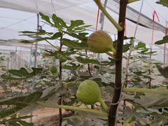 -尚果生态采摘园