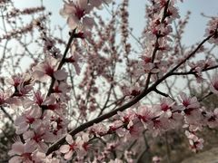 -白水寺森林公园
