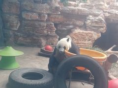 -石家庄市动物园