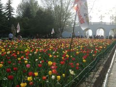 郁金香花海-洛阳郁金香牡丹园