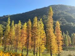 -广州市石门国家森林公园