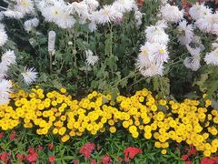 -西北湖绿化广场