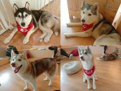 -Husky Go! 哈士奇体验馆·宠物咖啡厅狗咖