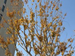 -民杨抓饭(柏香苑店)