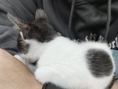 -安安宠医宠物医院·异宠·犬猫内科(岳阳分院)