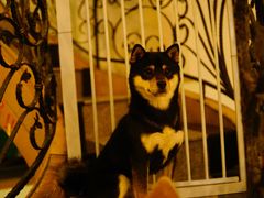 -喜柴咖啡·柴犬狗咖