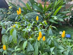 -中国科学院西双版纳热带植物园
