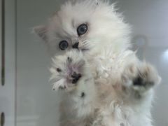 -青奢宠物·青奢猫舍