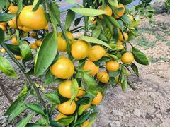 -前小桔亲子创意农场·草莓采摘·露营烧烤