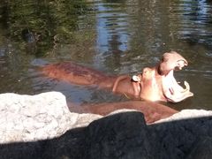 -清迈夜间动物园