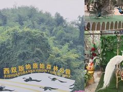 -西双版纳原始森林公园