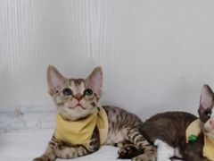 -Bastet sally猫舍购宠(静安店)