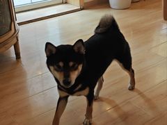 -柴の食堂·日式家庭料理·熊之肆(大学路店)