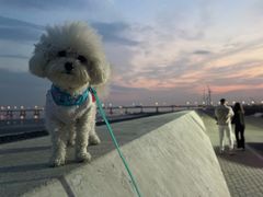 -南汇嘴观海公园