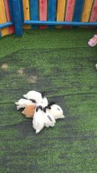 -萌宠亲子动物乐园(槐房万达店)