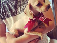 -Oh My Dog宠物沙龙(伊珊娜皮毛护理店)