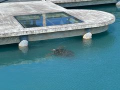 -广东惠东海龟国家级自然保护区