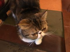 -李小姐の猫咖啡馆(五角场店)