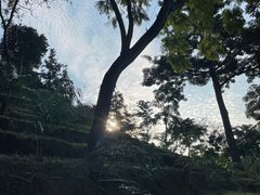 -深圳仙湖植物园