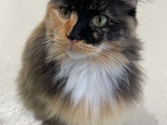 -藏猫猫咖啡主题馆(中央大道店)