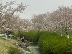 -羊山湖公园