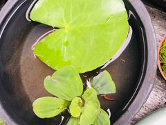 -秦美花卉(天朗·莱茵小城2期店)