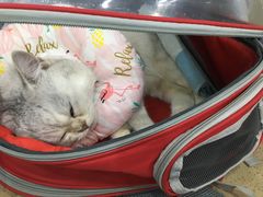 -伟伟宠物医院·CT影像中心·瑞派犬猫综合性门诊(汉口总院)