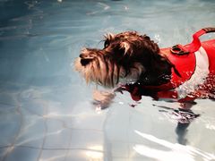 -Goku PET SHOP宠物视觉生活馆(双井店)