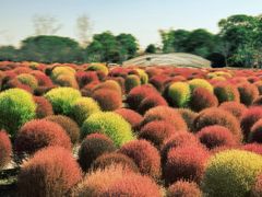 -花开海上生态园