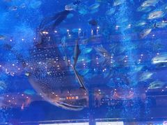 -成都浩海立方海洋公园