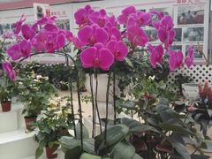 -西部兰花园生态园