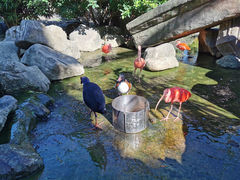 -芽庄珍珠岛游乐园
