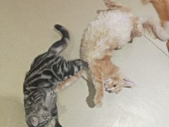 -藏猫猫咖啡主题馆(中央大道店)