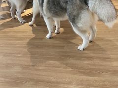 -Husky Go! 哈士奇体验馆·宠物咖啡厅狗咖