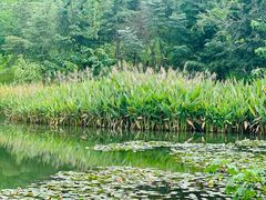 -白鹭湾湿地公园