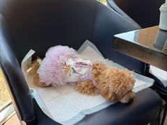 -西安浐灞艾美酒店·汉江餐厅·火锅