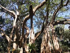 -瑞丽独树成林风景区